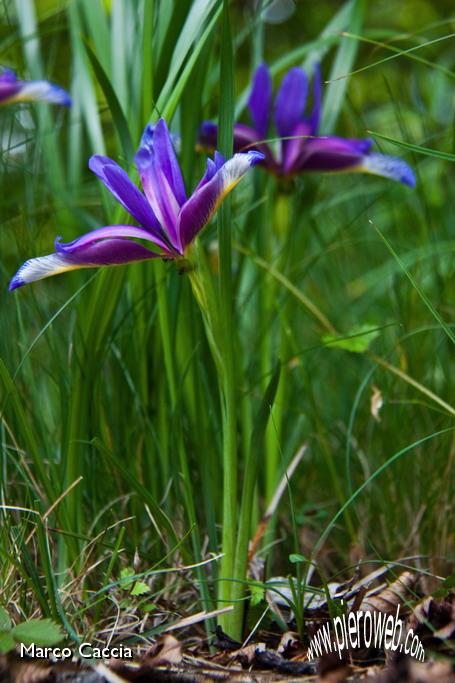43_Iris selvatico (Gynandriris sisyrinchium).jpg
